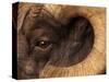 Head of American Bighorn Sheep-Mary Ann McDonald-Stretched Canvas