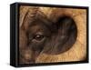 Head of American Bighorn Sheep-Mary Ann McDonald-Framed Stretched Canvas