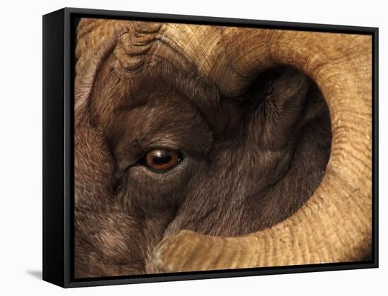 Head of American Bighorn Sheep-Mary Ann McDonald-Framed Stretched Canvas