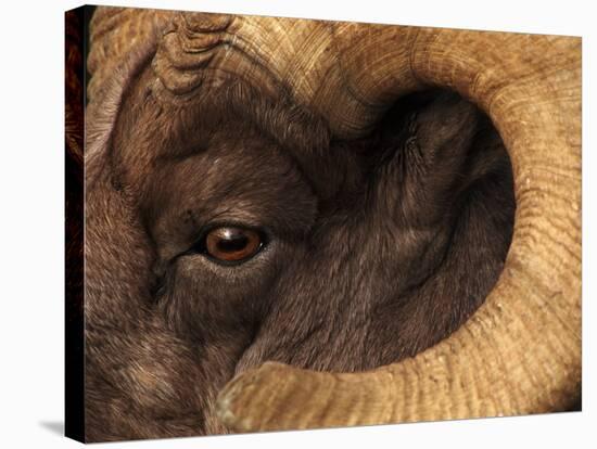 Head of American Bighorn Sheep-Mary Ann McDonald-Stretched Canvas