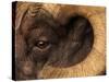 Head of American Bighorn Sheep-Mary Ann McDonald-Stretched Canvas