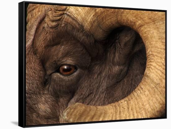 Head of American Bighorn Sheep-Mary Ann McDonald-Framed Stretched Canvas