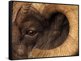 Head of American Bighorn Sheep-Mary Ann McDonald-Framed Stretched Canvas