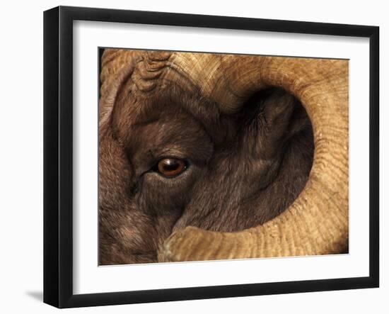 Head of American Bighorn Sheep-Mary Ann McDonald-Framed Premium Photographic Print