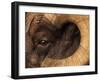 Head of American Bighorn Sheep-Mary Ann McDonald-Framed Premium Photographic Print