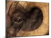 Head of American Bighorn Sheep-Mary Ann McDonald-Mounted Premium Photographic Print