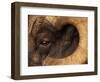 Head of American Bighorn Sheep-Mary Ann McDonald-Framed Photographic Print