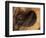 Head of American Bighorn Sheep-Mary Ann McDonald-Framed Photographic Print