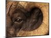 Head of American Bighorn Sheep-Mary Ann McDonald-Mounted Photographic Print