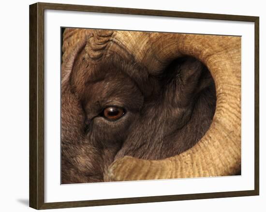 Head of American Bighorn Sheep-Mary Ann McDonald-Framed Photographic Print