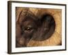 Head of American Bighorn Sheep-Mary Ann McDonald-Framed Photographic Print