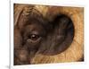 Head of American Bighorn Sheep-Mary Ann McDonald-Framed Photographic Print