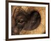 Head of American Bighorn Sheep-Mary Ann McDonald-Framed Photographic Print