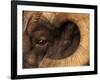 Head of American Bighorn Sheep-Mary Ann McDonald-Framed Photographic Print