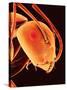 Head of an Ant-Micro Discovery-Stretched Canvas