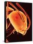 Head of an Ant-Micro Discovery-Framed Stretched Canvas