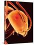 Head of an Ant-Micro Discovery-Stretched Canvas