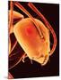 Head of an Ant-Micro Discovery-Mounted Photographic Print