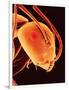 Head of an Ant-Micro Discovery-Framed Photographic Print