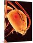 Head of an Ant-Micro Discovery-Mounted Photographic Print
