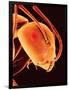 Head of an Ant-Micro Discovery-Framed Photographic Print