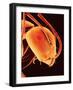 Head of an Ant-Micro Discovery-Framed Photographic Print