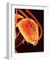 Head of an Ant-Micro Discovery-Framed Photographic Print