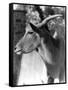 Head of an Eland-null-Framed Stretched Canvas