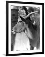 Head of an Eland-null-Framed Photographic Print