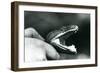 Head of an Emerald Tree Boa, with its Mouth Open, Held by the Neck, by its Keeper, London Zoo, 1928-Frederick William Bond-Framed Giclee Print