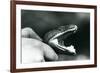 Head of an Emerald Tree Boa, with its Mouth Open, Held by the Neck, by its Keeper, London Zoo, 1928-Frederick William Bond-Framed Giclee Print