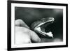 Head of an Emerald Tree Boa, with its Mouth Open, Held by the Neck, by its Keeper, London Zoo, 1928-Frederick William Bond-Framed Giclee Print