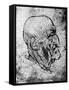 Head of an Old Man, 1913-Leonardo da Vinci-Framed Stretched Canvas