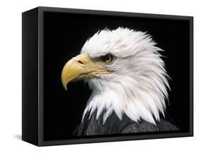 Head of Bald Eagle-Naturfoto Honal-Framed Stretched Canvas