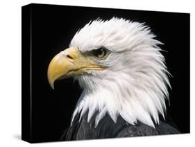 Head of Bald Eagle-Naturfoto Honal-Stretched Canvas
