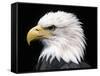 Head of Bald Eagle-Naturfoto Honal-Framed Stretched Canvas