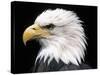 Head of Bald Eagle-Naturfoto Honal-Stretched Canvas