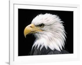 Head of Bald Eagle-Naturfoto Honal-Framed Photographic Print