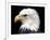 Head of Bald Eagle-Naturfoto Honal-Framed Photographic Print