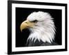 Head of Bald Eagle-Naturfoto Honal-Framed Photographic Print