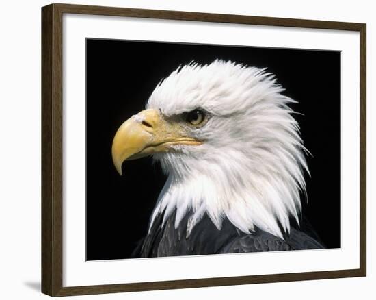 Head of Bald Eagle-Naturfoto Honal-Framed Photographic Print