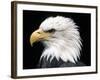 Head of Bald Eagle-Naturfoto Honal-Framed Photographic Print