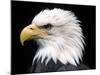 Head of Bald Eagle-Naturfoto Honal-Mounted Photographic Print