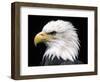 Head of Bald Eagle-Naturfoto Honal-Framed Photographic Print