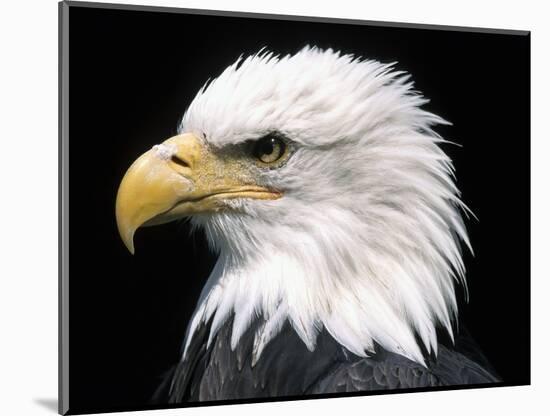 Head of Bald Eagle-Naturfoto Honal-Mounted Photographic Print