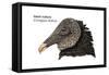 Head of Black Vulture (Coragyps Atratus), Birds-Encyclopaedia Britannica-Framed Stretched Canvas