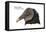 Head of Black Vulture (Coragyps Atratus), Birds-Encyclopaedia Britannica-Framed Stretched Canvas