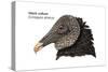 Head of Black Vulture (Coragyps Atratus), Birds-Encyclopaedia Britannica-Stretched Canvas