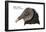 Head of Black Vulture (Coragyps Atratus), Birds-Encyclopaedia Britannica-Framed Poster