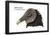 Head of Black Vulture (Coragyps Atratus), Birds-Encyclopaedia Britannica-Framed Poster